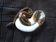 2010 Female Pied