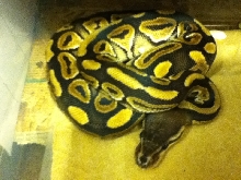 Cinny female1