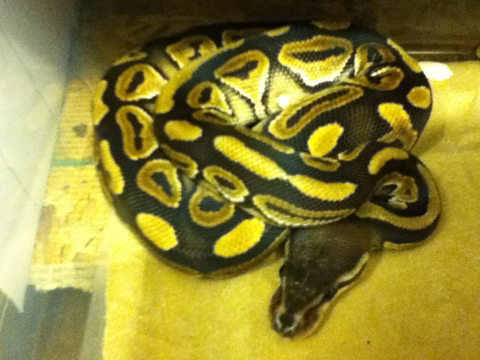 Cinny female1