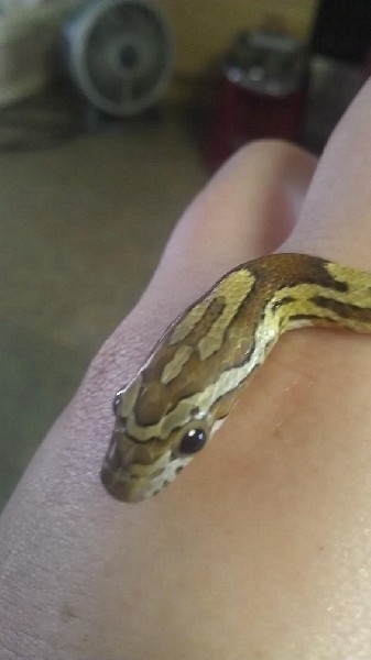 My first snake, Medusa