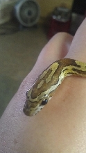 My first snake, Medusa