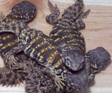 Saharan Uromastyx Hatchlings