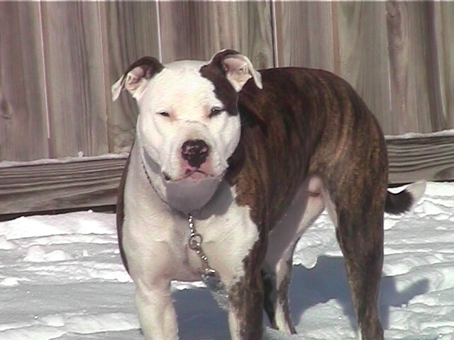 Mabel in snow