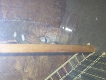 Ozzy sleeping