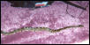 My snake Syferaus