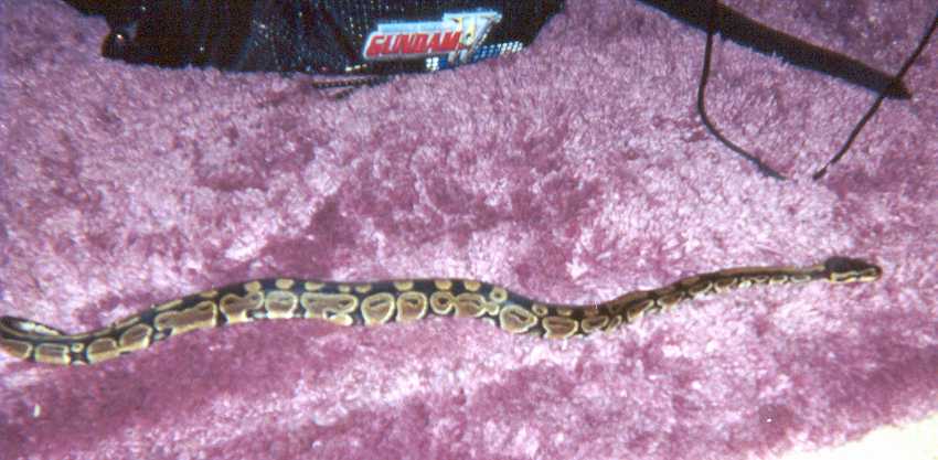 My snake Syferaus