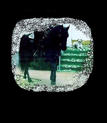 Black Arabian Stallion "Illiamo Zorro"