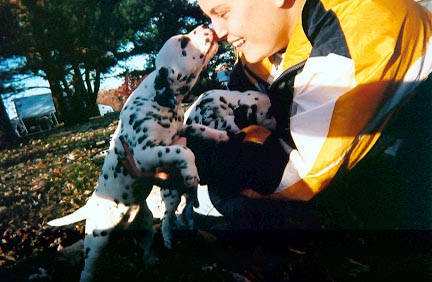 Dalmatian pups Minnie and Whinnie