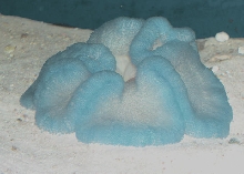 Saltwater - Austin Aquariums