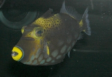 Saltwater Photos