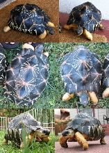 I-3  Radiated Tortoise