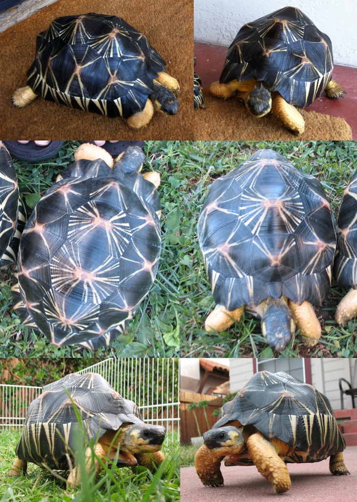I-3  Radiated Tortoise