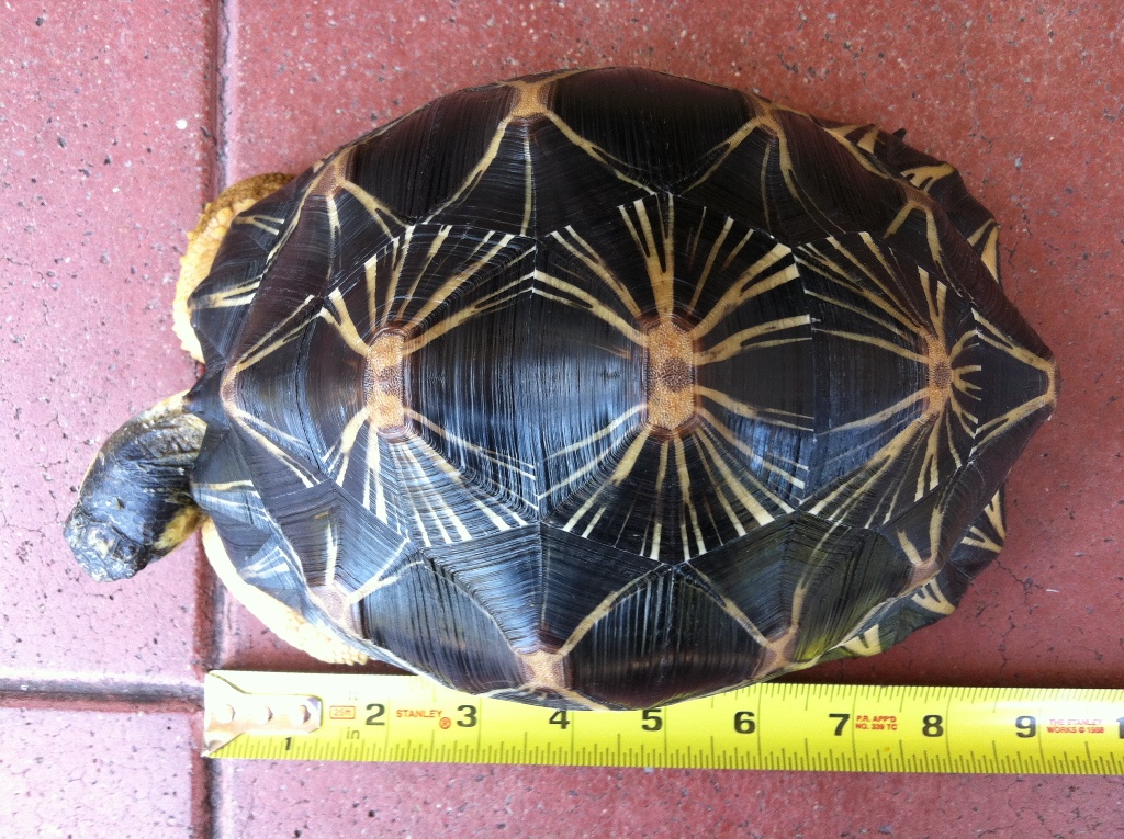 I-1  Radiated Tortoise