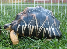 I-2  Radiated Tortoise