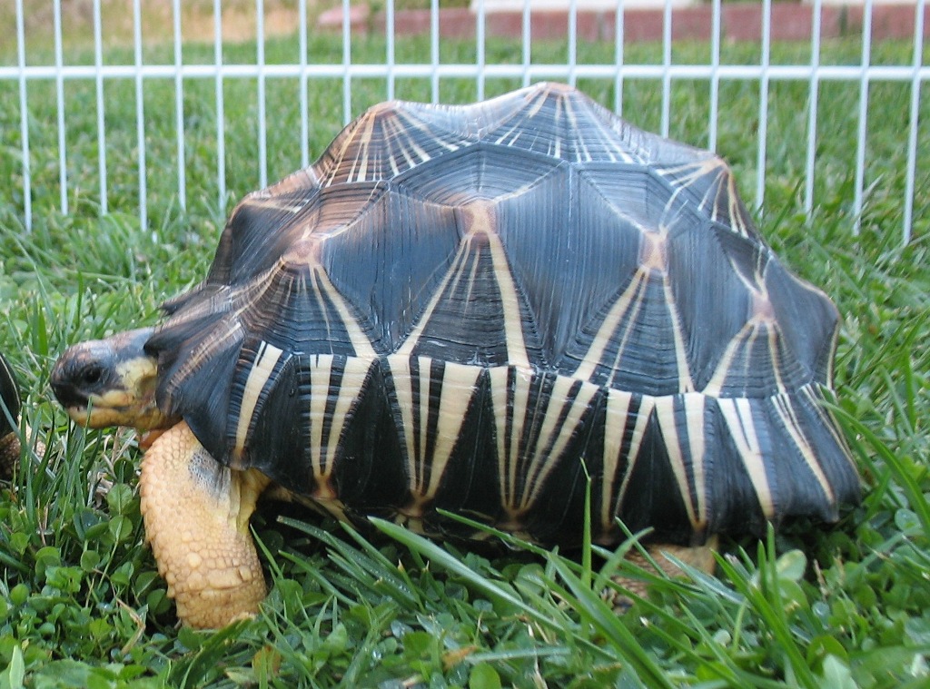 I-2  Radiated Tortoise