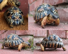 O-2  Radiated Tortoise