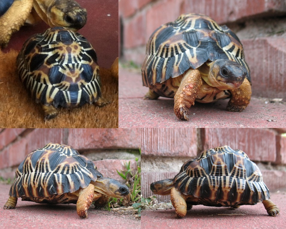 O-2  Radiated Tortoise