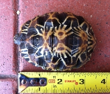 O-1  Radiated Tortoise
