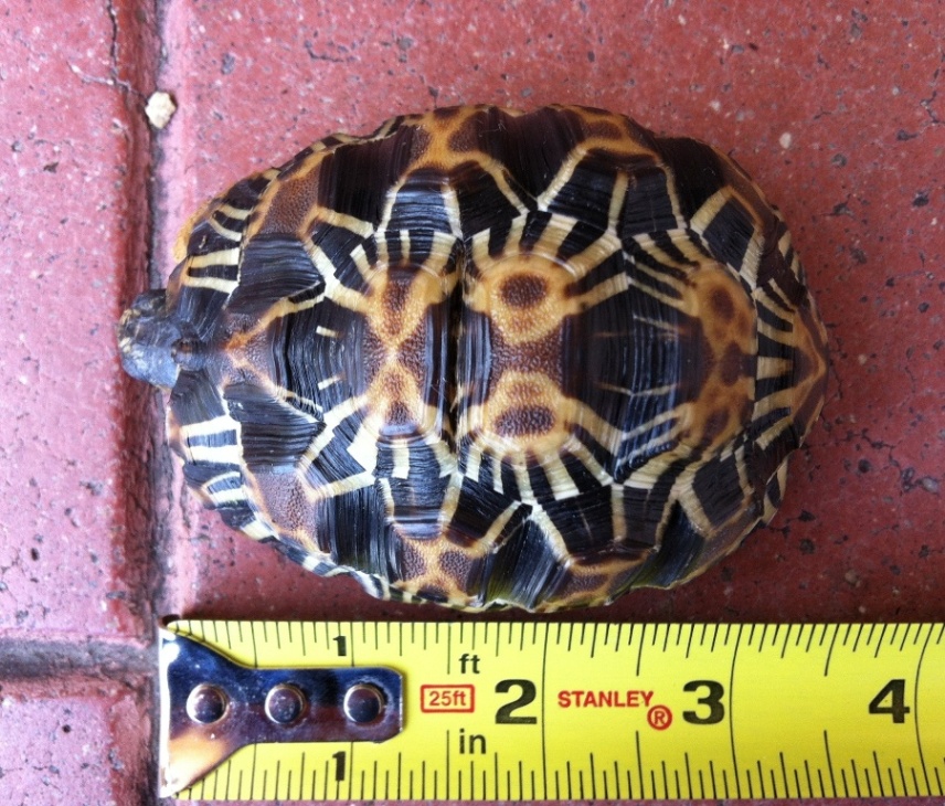O-1  Radiated Tortoise