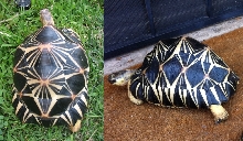 U-2  Radiated Tortoise