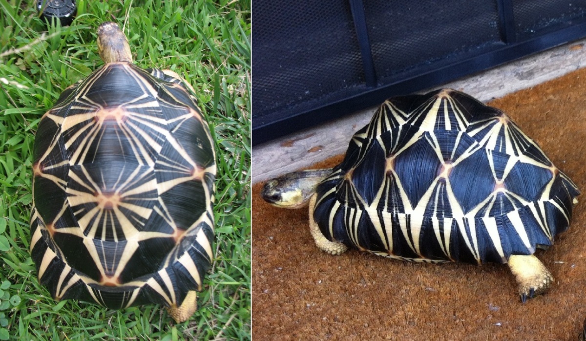 U-2  Radiated Tortoise