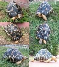 U-3  Radiated Tortoise