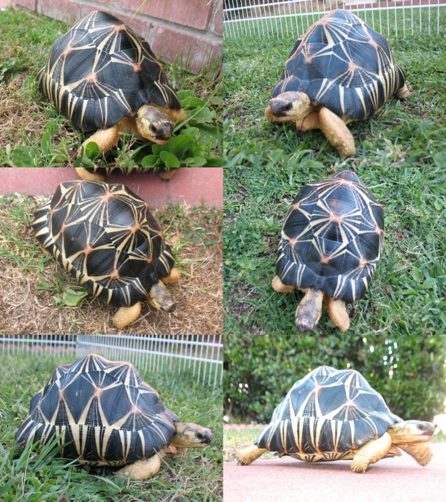 U-3  Radiated Tortoise