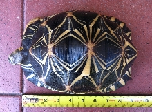 U-1  Radiated Tortoise