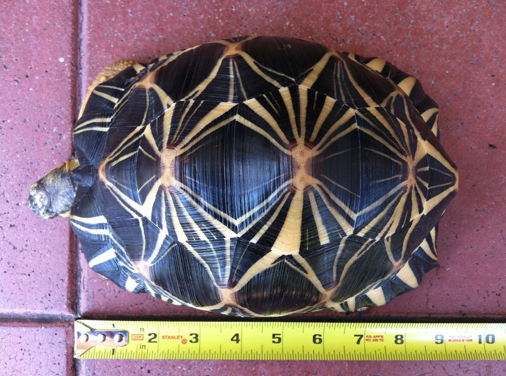 U-1  Radiated Tortoise