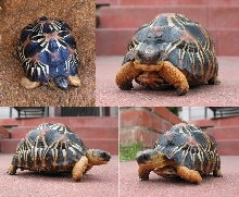 Y-3  Radiated Tortoise