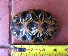 Y-1  Radiated Tortoise