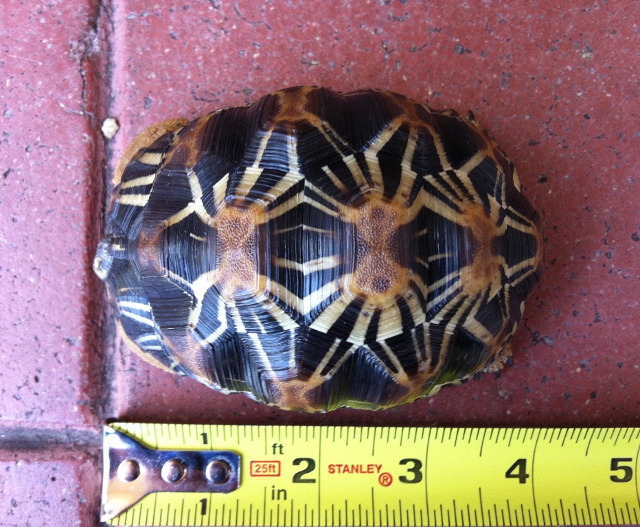 Y-1  Radiated Tortoise