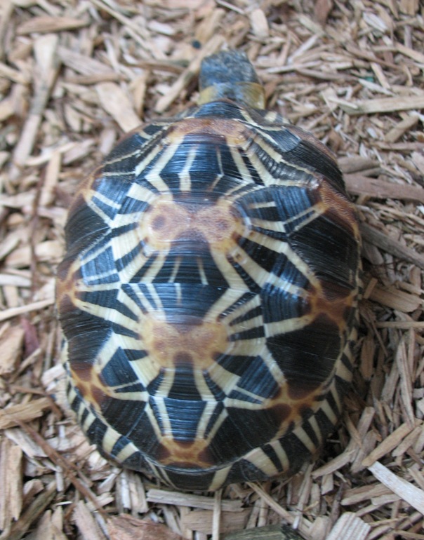 Y-2  Radiated Tortoise