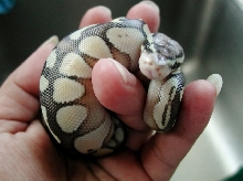 Curious Baby