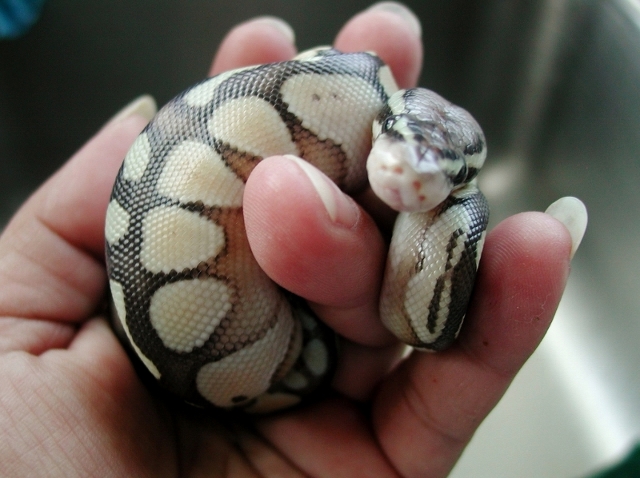 Curious Baby