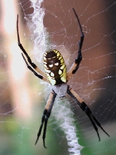 cool spider in my garden