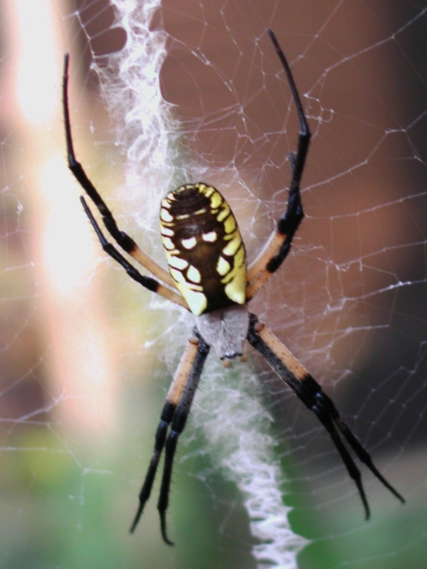 cool spider in my garden