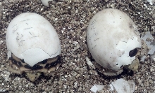 Baby Burmese Stars
