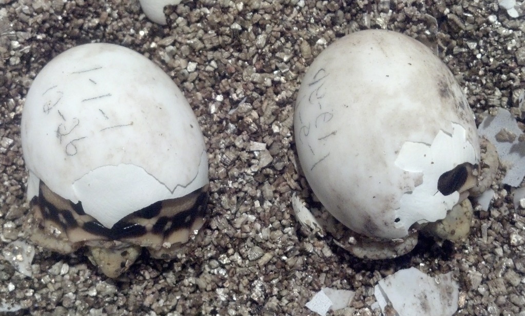 Baby Burmese Stars