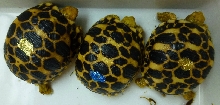 Burmese stars trio