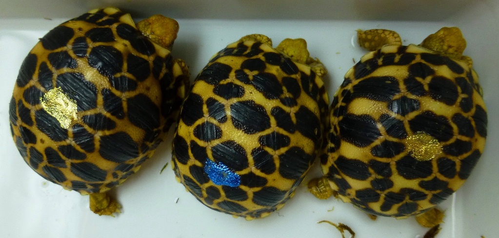 Burmese stars trio