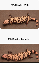 Breeder pair of Banded Gilas