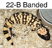 Banded Gila