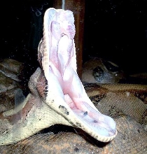 Yawning boy!!