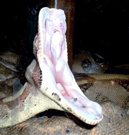 Yawning boy!!