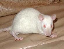MR Irfaan
