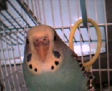 Buffy