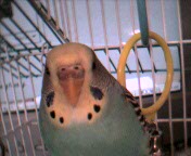 Buffy