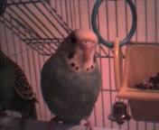 Buffy