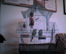 Angel & Buffy's Cage